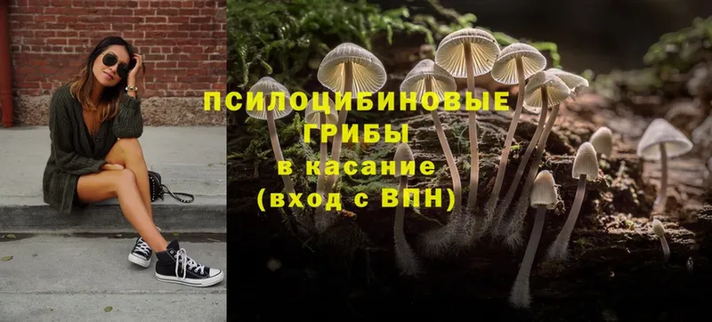 цена   Бородино  OMG tor  Псилоцибиновые грибы Psilocybe 